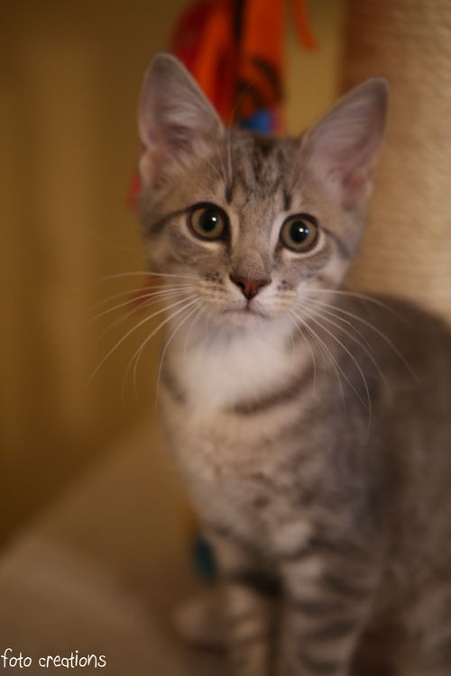 Elsa