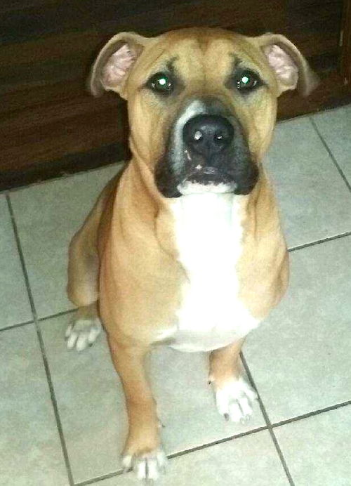 Zebo