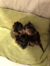 WV - Lucy (mom of 2 kittens) (MCR)