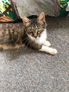 WV - Lucy (mom of 2 kittens) (MCR)