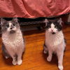 MD - Fish (MCR) *Bonded Pair*