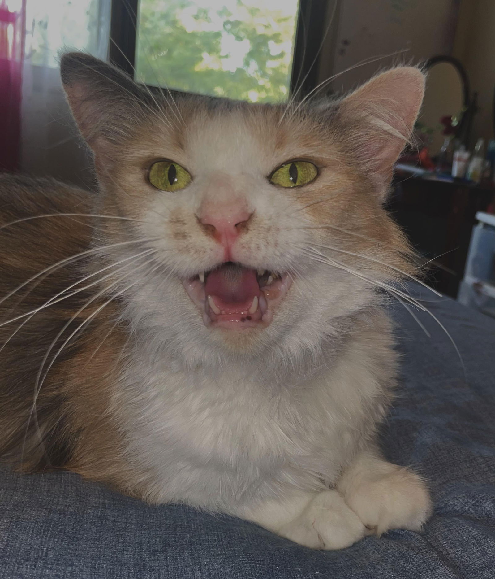 adoptable Cat in Mount Lookout, WV named WV- Indy (MCR)