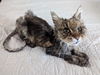 WV - Phoebe (MCR) *FIV Positive*