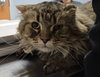 WV - Jackson (MCR) *FIV Positive*