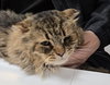 WV - Jackson (MCR) *FIV Positive*
