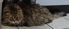 WV - Jackson (MCR) *FIV Positive*