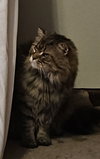 WV - Jackson (MCR) *FIV Positive*