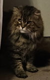 WV - Jackson (MCR) *FIV Positive*