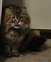 WV - Jackson (MCR) *FIV Positive*