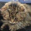 WV - Jackson (MCR) *FIV Positive*