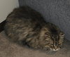 WV - Jackson (MCR) *FIV Positive*