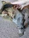 WV - Jackson (MCR) *FIV Positive*