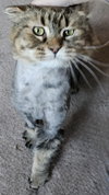 WV - Jackson (MCR) *FIV Positive*