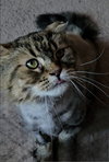 WV - Jackson (MCR) *FIV Positive*