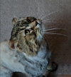 WV - Jackson (MCR) *FIV Positive*