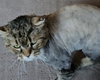 WV - Jackson (MCR) *FIV Positive*