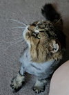 WV - Jackson (MCR) *FIV Positive*