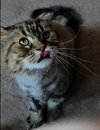WV - Jackson (MCR) *FIV Positive*