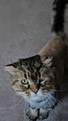 WV - Jackson (MCR) *FIV Positive*