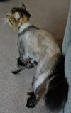 WV - Jackson (MCR) *FIV Positive*