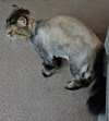 WV - Jackson (MCR) *FIV Positive*