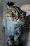 WV - Jackson (MCR) *FIV Positive*
