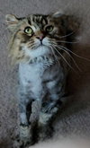 WV - Jackson (MCR) *FIV Positive*