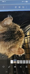 WV - Jackson (MCR) *FIV Positive*