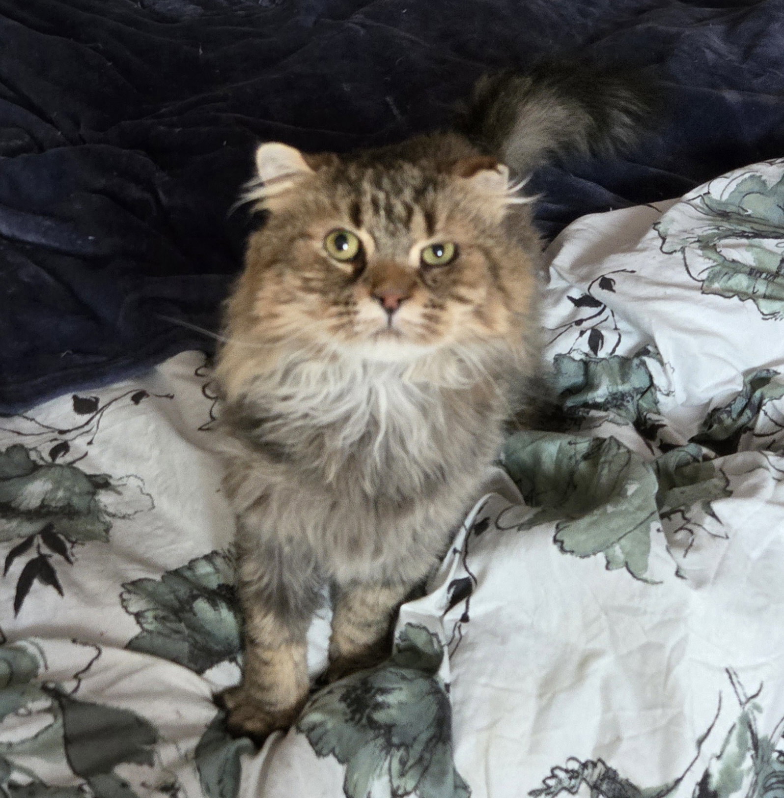 WV - Jackson (MCR) *FIV Positive*