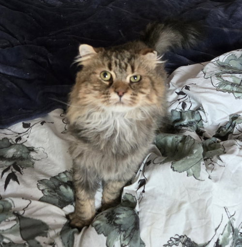 WV - Jackson (MCR) *FIV Positive*