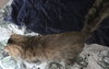 WV - Jackson (MCR) *FIV Positive*
