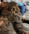 WV - Jackson (MCR) *FIV Positive*