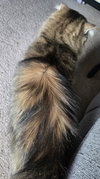 WV - Jackson (MCR) *FIV Positive*