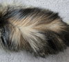 WV - Jackson (MCR) *FIV Positive*