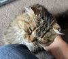 WV - Jackson (MCR) *FIV Positive*
