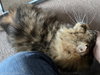 WV - Jackson (MCR) *FIV Positive*