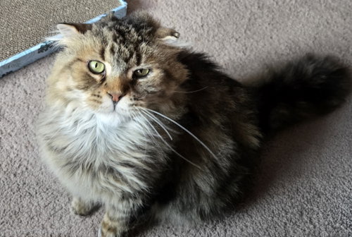 WV - Jackson (MCR) *FIV Positive*