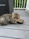 WV - Jackson (MCR) *FIV Positive*