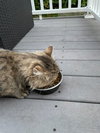 WV - Jackson (MCR) *FIV Positive*