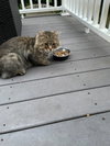WV - Jackson (MCR) *FIV Positive*