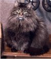 adoptable Cat in , WV named WV - Stripes (MCR)