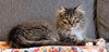 WV- Kringle (MCR) *Bonded Pair*