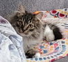 WV- Kringle (MCR) *Bonded Pair*
