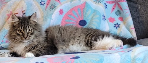 WV- Kringle (MCR) *Bonded Pair*