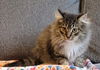 WV- Kringle (MCR) *Bonded Pair*