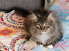 WV- Kringle (MCR) *Bonded Pair*