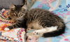 WV- Kringle (MCR) *Bonded Pair*