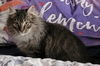 WV- Kringle (MCR) *Bonded Pair*