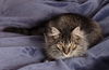 WV- Kringle (MCR) *Bonded Pair*