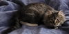 WV- Kringle (MCR) *Bonded Pair*